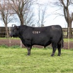C6T4084