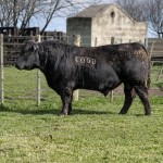C8T4068
